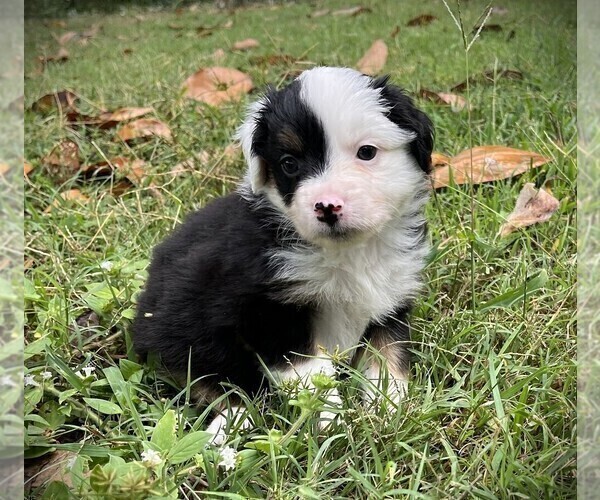 Medium Photo #4 Miniature Australian Shepherd Puppy For Sale in MONTICELLO, SC, USA