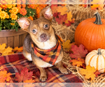 Bram - Male Chihuahua-Unknown Mix Dog for Adoption - Small photo