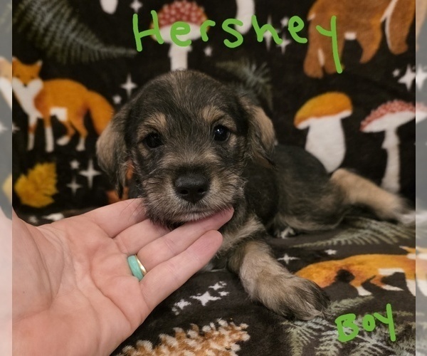 Medium Photo #15 Chizer Puppy For Sale in MONTEZUMA, GA, USA