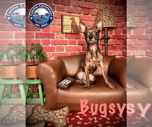 Bugsy - Male Chihuahua-Unknown Mix Dog for Adoption - Photo #4