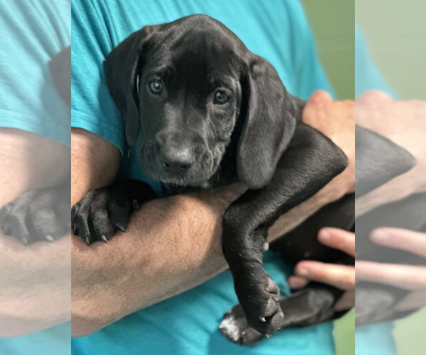 Medium Photo #1 Labrador Retriever-Unknown Mix Puppy For Sale in Elmsford, NY, USA