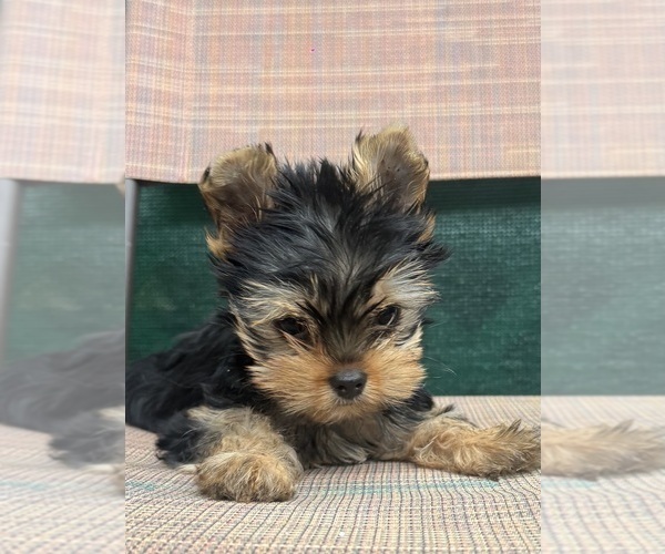 Medium Photo #3 Yorkshire Terrier Puppy For Sale in CORAL SPRINGS, FL, USA