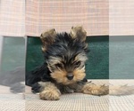 Small #2 Yorkshire Terrier