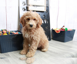 Goldendoodle (Miniature) Puppy for sale in MARIETTA, GA, USA