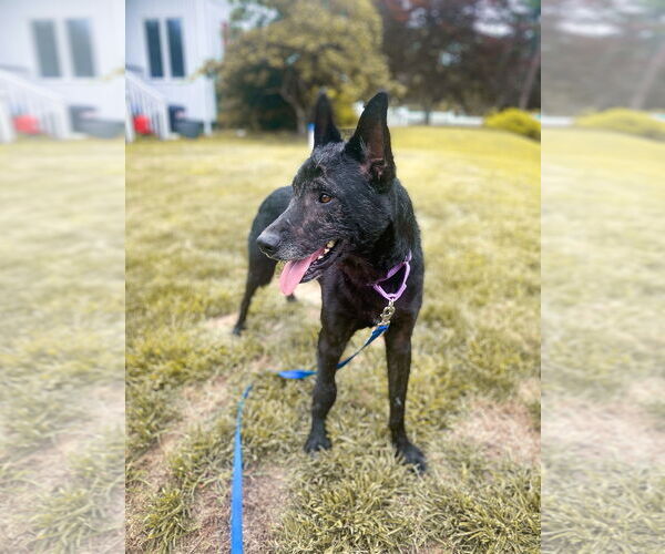 Medium Photo #3 German Shepherd Dog Puppy For Sale in Millburn, NJ, USA