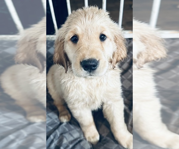 Medium Photo #1 Golden Retriever Puppy For Sale in PORTSMOUTH, OH, USA