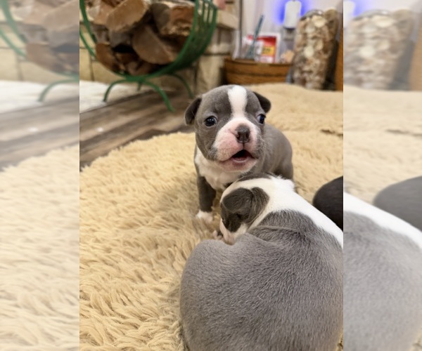 Medium Photo #6 Boston Terrier Puppy For Sale in FREDONIA, KS, USA