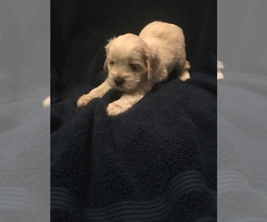 Cockapoo Puppy for sale in CUMMING, GA, USA