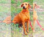 Small #1 Rhodesian Ridgeback-Vizsla Mix