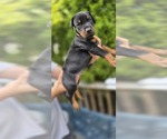Puppy L Blue collar Doberman Pinscher
