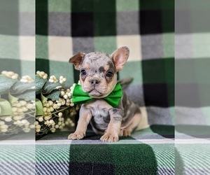 French Bulldog Puppy for sale in QUARRYVILLE, PA, USA