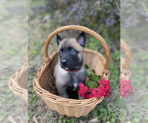 Belgian Malinois Litter for sale in S CHARLESTON, WV, USA