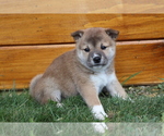 Small Photo #3 Shiba Inu Puppy For Sale in SHILOH, OH, USA