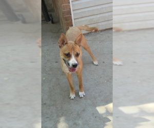 German Shepherd Dog-Unknown Mix Dogs for adoption in MIDWAY, UT, USA