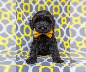 Cock-A-Poo-Poodle (Miniature) Mix Puppy for sale in KIRKWOOD, PA, USA