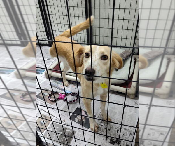 Medium Photo #2 Australian Shepherd-Collie Mix Puppy For Sale in Mukwonago, WI, USA