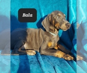 Doberman Pinscher Puppy for sale in POMEROY, OH, USA