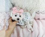 Small Photo #16 Maltese Puppy For Sale in FORT LAUDERDALE, FL, USA