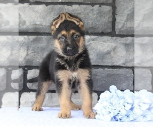 German Shepherd Dog Puppy for sale in MILLERSBURG, OH, USA