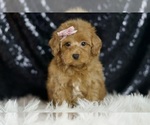 Small #4 Maltipoo