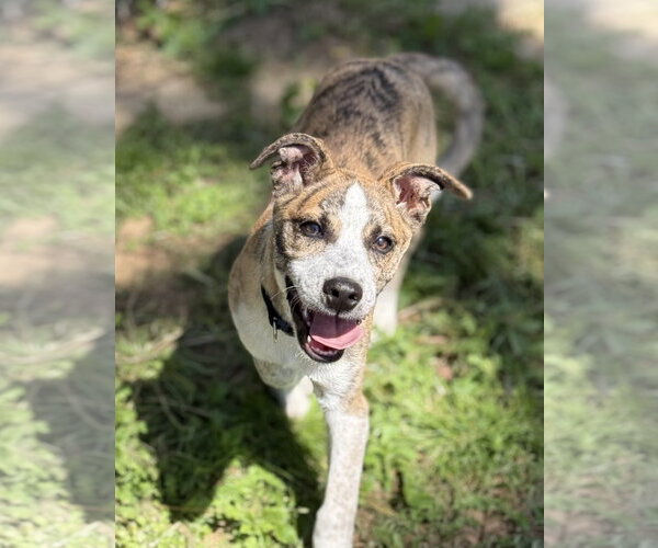 Medium Photo #1 Catahoula Leopard Dog-Unknown Mix Puppy For Sale in Rockaway, NJ, USA