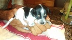 Small Photo #1 Rat Terrier Puppy For Sale in FRYEBURG, ME, USA