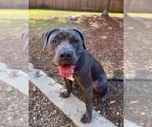 Mutt Dogs for adoption in Plano, TX, USA