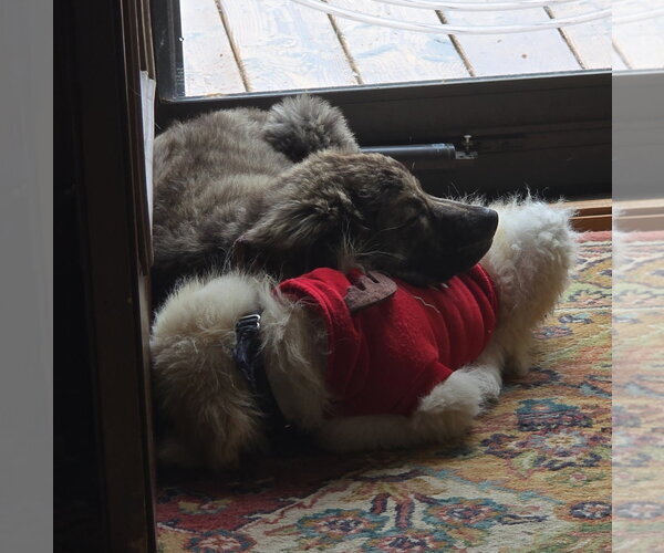 Medium Photo #3 Great Pyrenees-Unknown Mix Puppy For Sale in Brooklyn Center, MN, USA