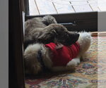 Small #2 Great Pyrenees Mix
