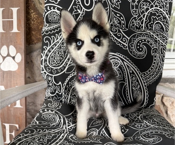 Medium Photo #2 Pomsky Puppy For Sale in VENUS, PA, USA
