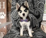 Small #1 Pomsky
