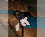 Small Photo #2 Labrador Retriever Puppy For Sale in Perry, GA, USA
