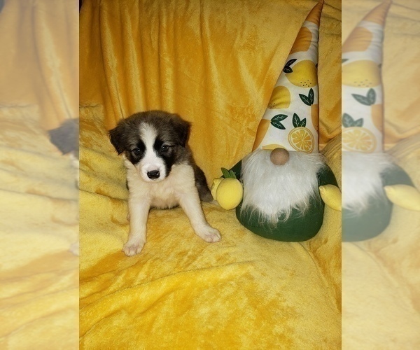 Medium Photo #17 Border Collie Puppy For Sale in AIKEN, SC, USA