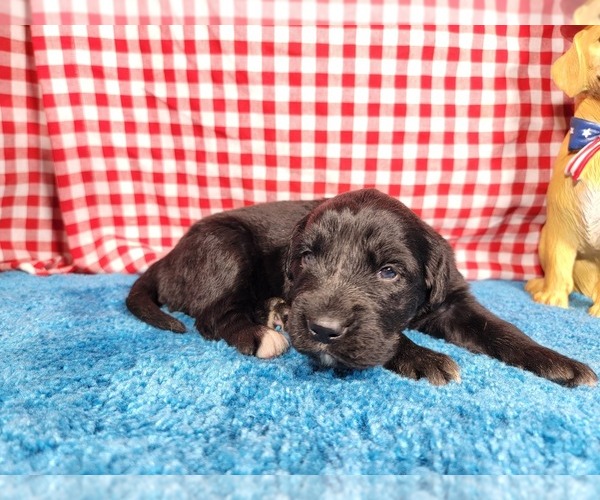 Medium Photo #78 Golden Mountain Dog Puppy For Sale in BLACK FOREST, CO, USA