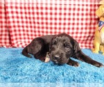 Puppy Hamm Golden Mountain Dog