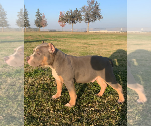 Medium Photo #2 American Bully Puppy For Sale in BAKERSFIELD, CA, USA