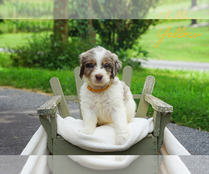 Goldendoodle Puppy for sale in WOODLEAF, NC, USA