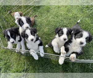 Australian Kelpie-Border Collie Mix Puppy for sale in LENHARTSVILLE, PA, USA