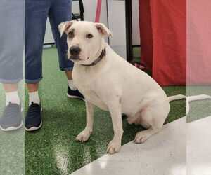 Mutt Dogs for adoption in Naples, FL, USA