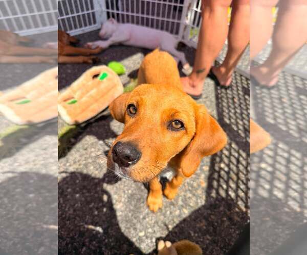 Medium Photo #17 Redbone Coonhound-Unknown Mix Puppy For Sale in pomfret, CT, USA