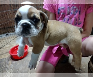 English Bulldog Puppy for sale in LAMAR, MS, USA