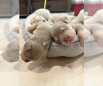 Small #9 American Bully