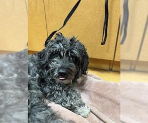 Maltipoo (Miniature) Dogs for adoption in Martinez, CA, USA