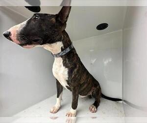 Bull Terrier Dogs for adoption in Houston, TX, USA