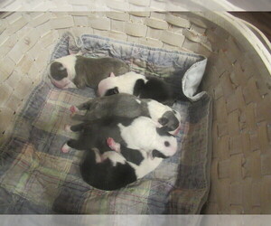 Boston Terrier Puppy for sale in BLACK HORSE, OH, USA