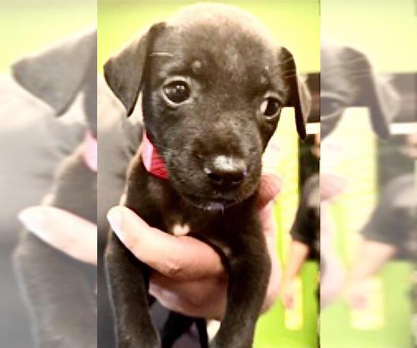 Medium Photo #1 Labrador Retriever-Unknown Mix Puppy For Sale in Houston, TX, USA