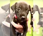 Small Labrador Retriever Mix