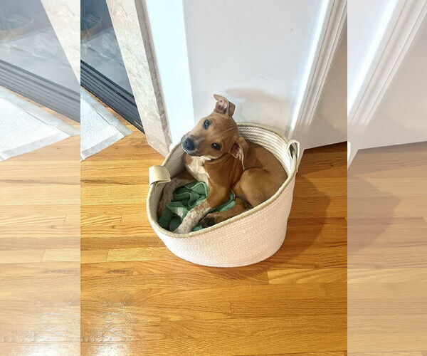 Medium Photo #27 Mutt Puppy For Sale in pomfret, CT, USA