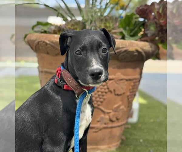 Medium Photo #3 Labrador Retriever-Unknown Mix Puppy For Sale in San Diego, CA, USA