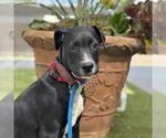 Small #2 Labrador Retriever Mix